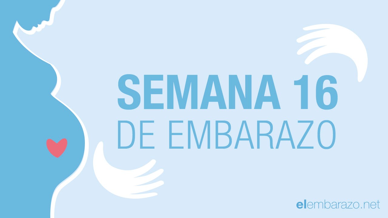cuantos meses de embarazo son 16 semanas