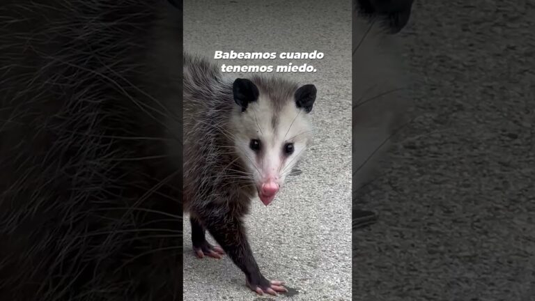 que animal sale de la palabra precio