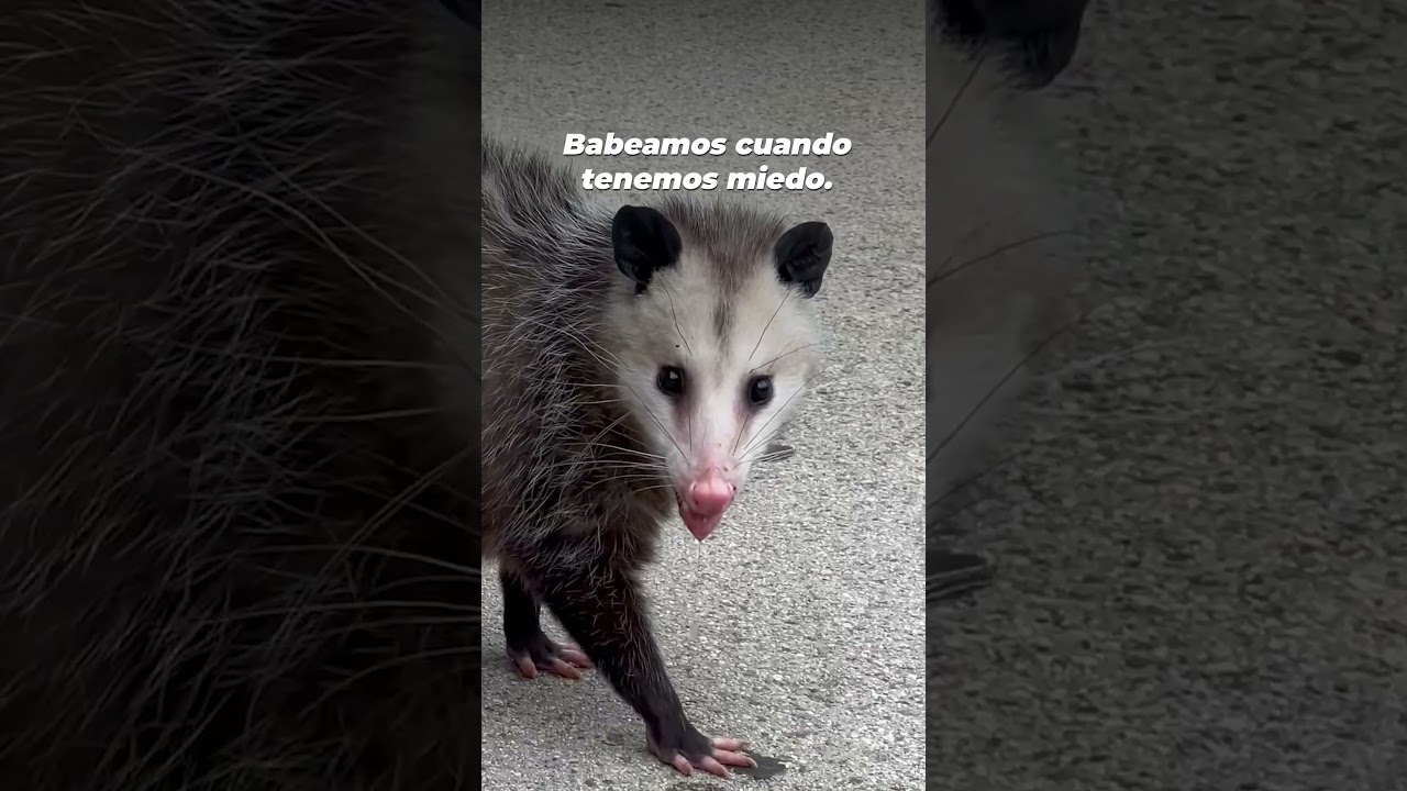 que animal sale de la palabra precio