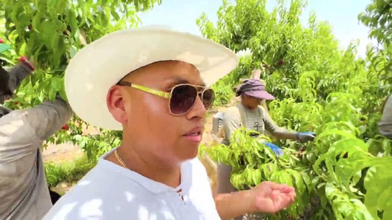 trabajar en la recogida de fruta en españa